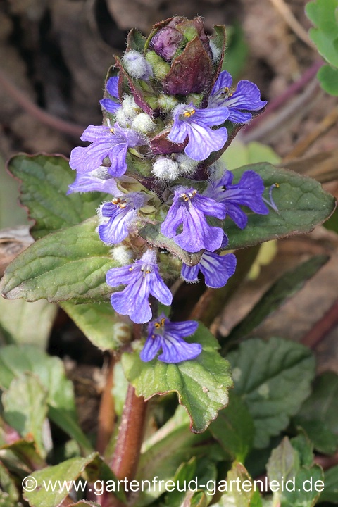 Ajuga reptans – Kriechender Günsel, Blütenstand