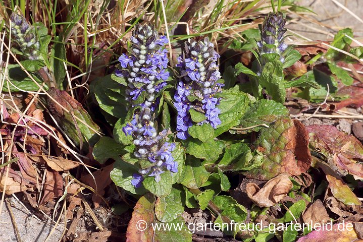 Ajuga reptans – Kriechender Günsel