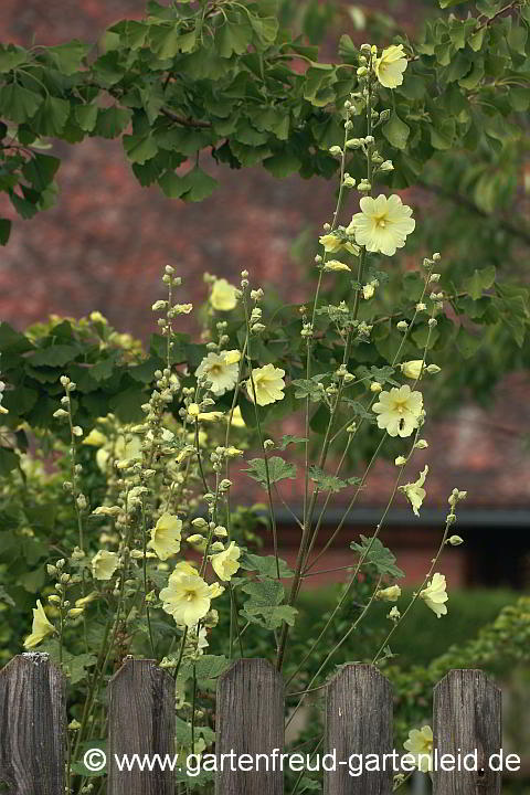 Alcea rugosa – Gelbe Stockrose