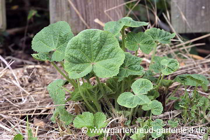 Alcea rugosa – Austrieb