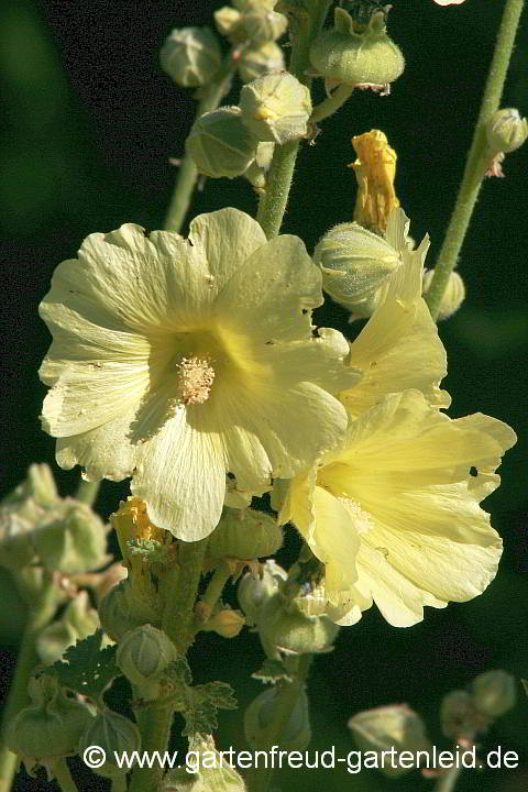 Alcea rugosa – Gelbe Stockrose