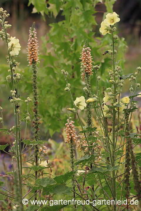 Alcea rugosa mit Digitalis ferruginea