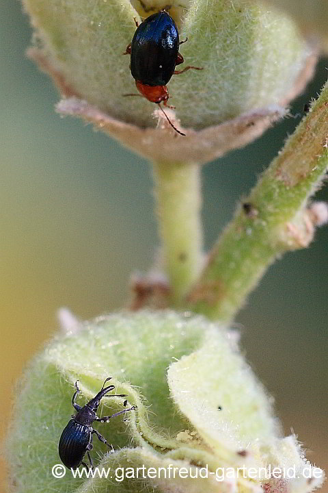 Alcea rugosa mit Malven-Erdfloh und Spitzmausrüssler