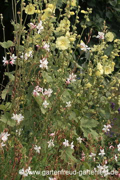 Alcea rugosa mit Gaura lindheimeri