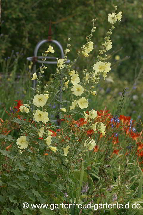 Alcea rugosa mit Hemerocallis