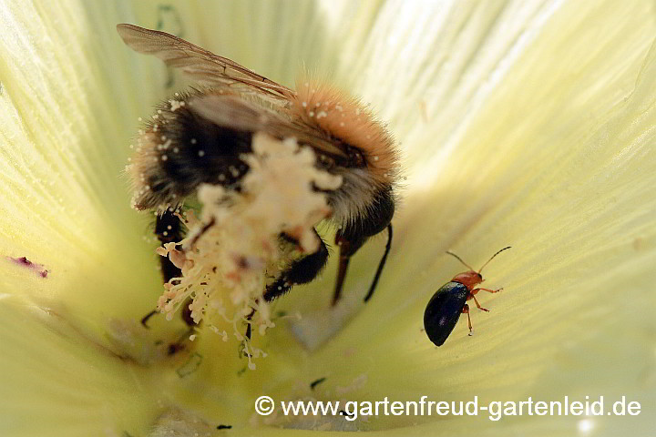 Alcea rugosa – Ackerhummel und Malven-Erdfloh