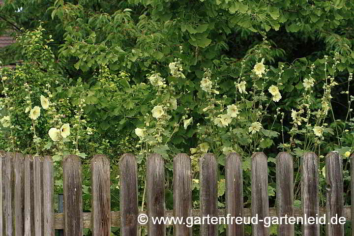 Alcea rugosa – Gelbe Stockrose