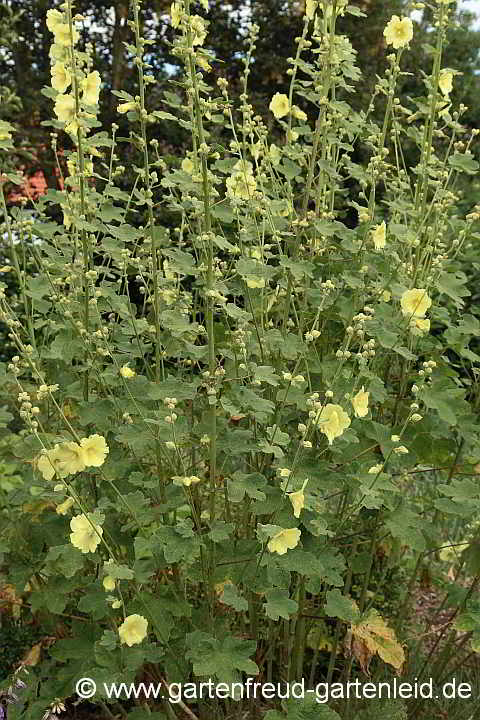 Alcea rugosa – Gelbe Stockrose