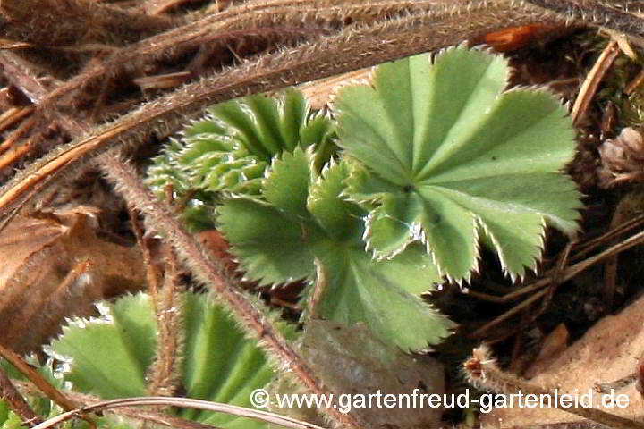 Alchemilla mollis – Weicher Frauenmantel, Austrieb