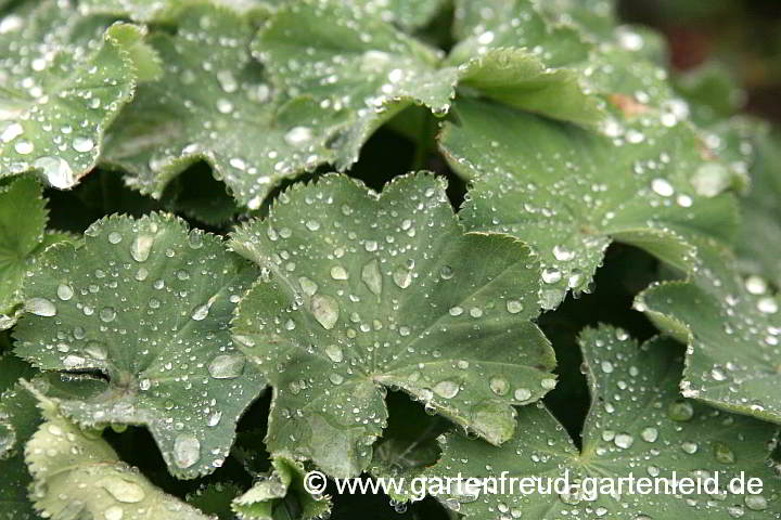 Alchemilla mollis – Weicher Frauenmantel