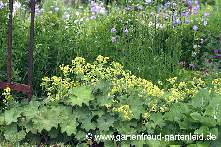 Alchemilla mollis (Weicher Frauenmantel) vor Campanula persicifolia (Pfirsichblättrige Glockenblume)