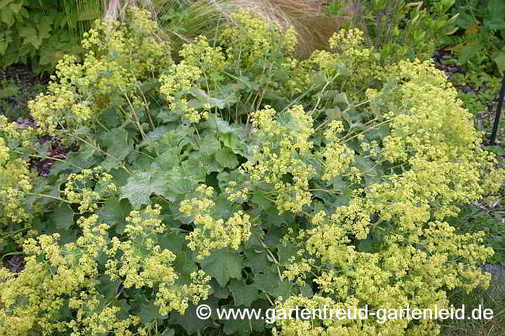 Alchemilla mollis – Weicher Frauenmantel