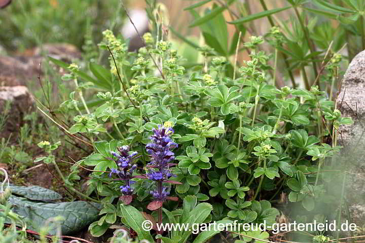 Alchemilla saxatilis (Felsen-Frauenmantel) mit Ajuga reptans 'Atropurpurea' (Kriechender Günsel)