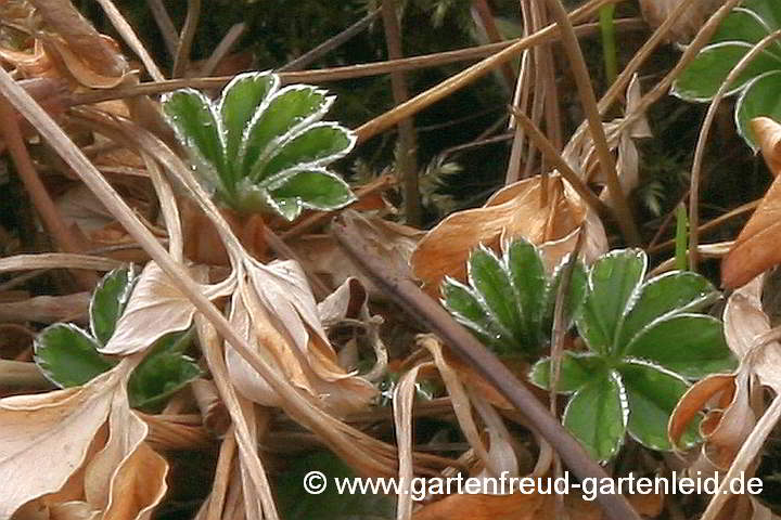 Alchemilla saxatilis – Felsen-Frauenmantel, Austrieb