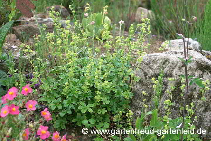 Alchemilla saxatilis – Felsen-Frauenmantel