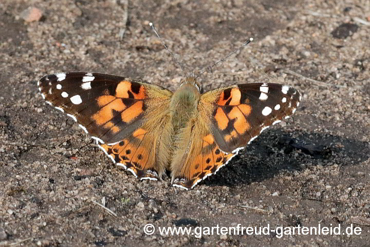 Distelfalter (Vanessa cardui)