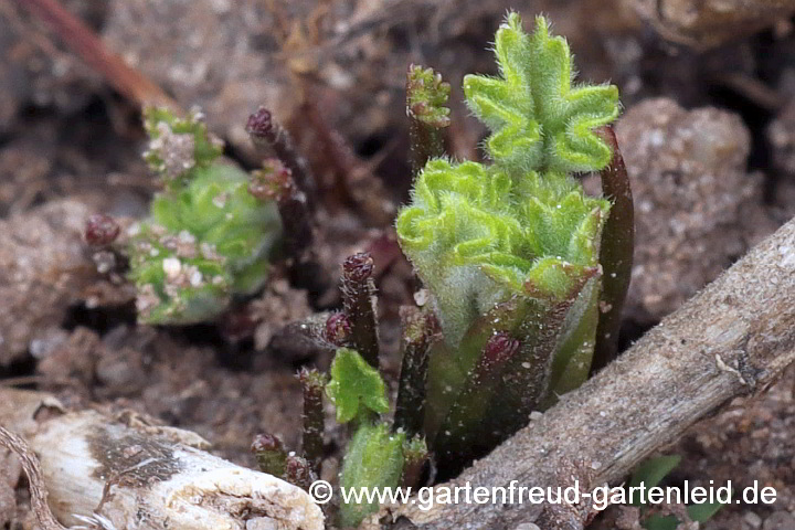 Althaea officinalis – Echter Eibisch, Austrieb