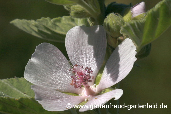 Althaea officinalis – Echter Eibisch, Blüte