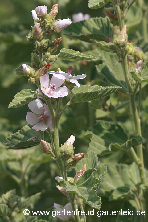 Althaea officinalis – Echter Eibisch