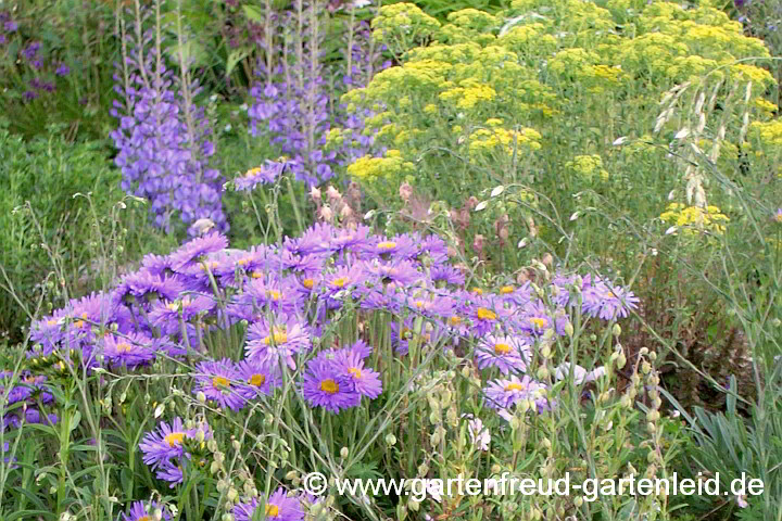 Alyssum murale mit Aster alpinus und Baptisia australis – Mauer-Steinkraut mit Alpen-Aster und Indigolupine