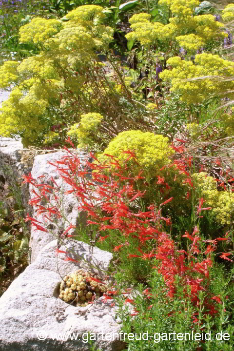 Alyssum murale mit Penstemon pinifolius – Mauer-Steinkraut mit Pinienblättrigem Bartfaden