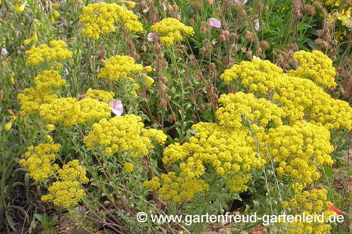Alyssum murale – Mauer-Steinkraut, Silbriges Steinkraut