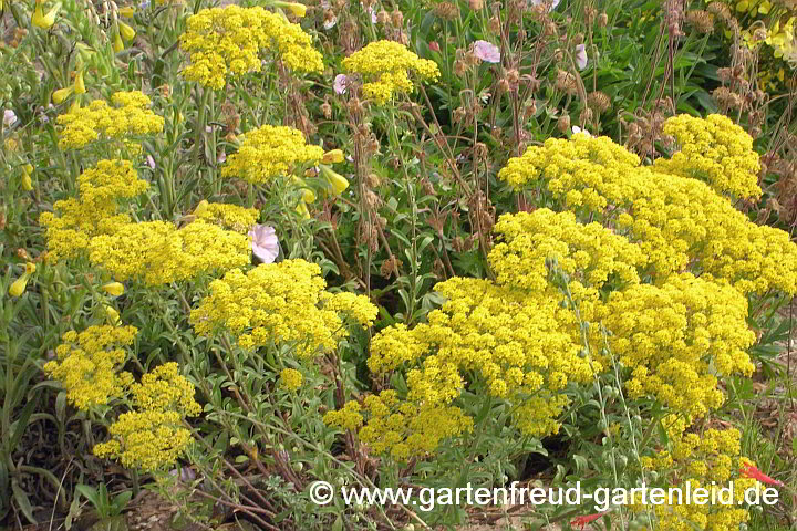 Alyssum murale – Mauer-Steinkraut