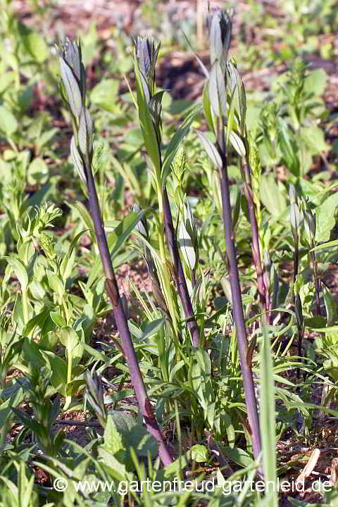 Amsonia tabernaemontana – Blausternbusch, Austrieb