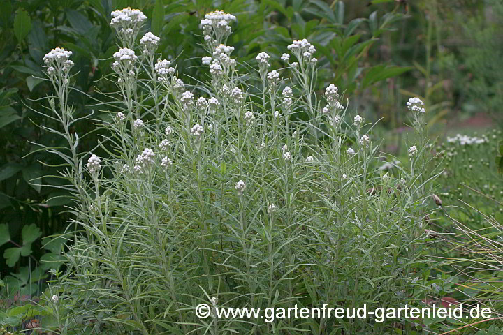 Anaphalis margaritacea 'Neuschnee' – Großblütiges Perlkörbchen