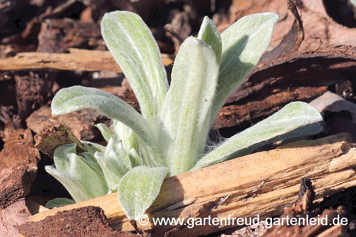 Anaphalis margaritacea – Großblütiges Perlkörbchen, Austrieb