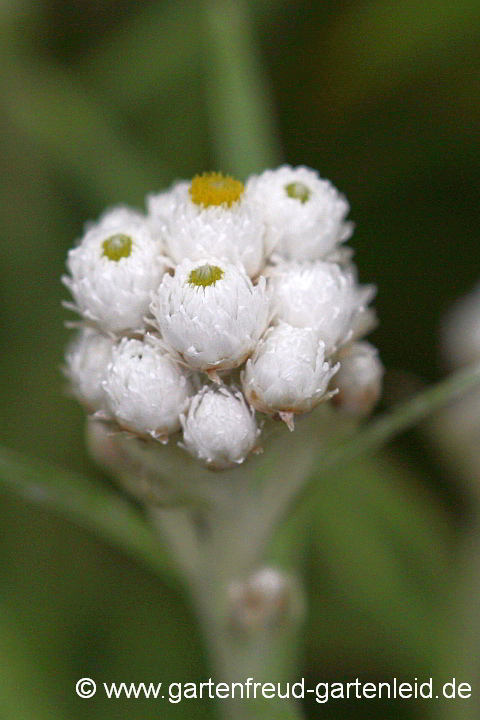 Anaphalis margaritacea 'Neuschnee'