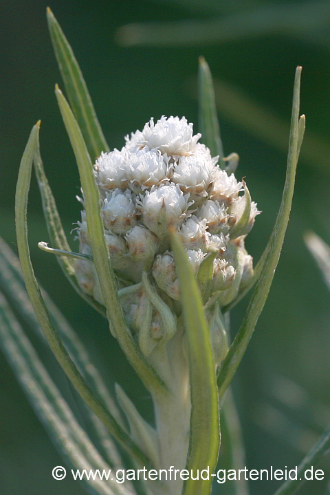 Anaphalis margaritacea 'Neuschnee' – Großblütiges Perlkörbchen, Knospen