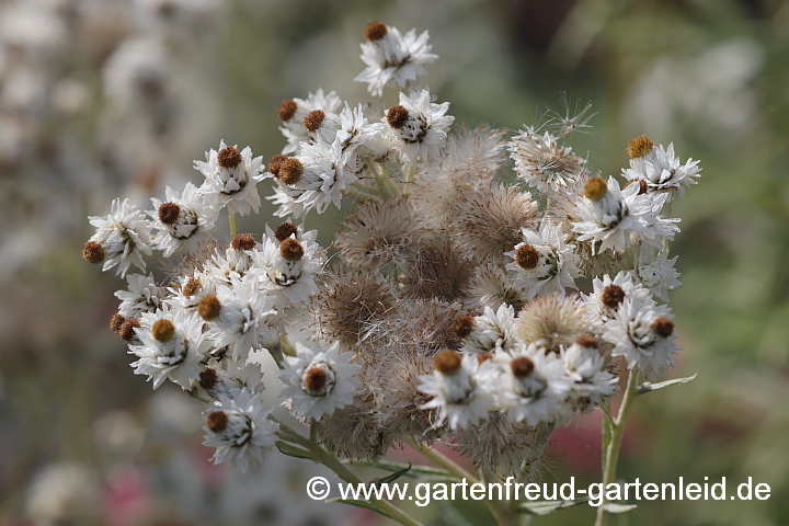 Anaphalis margaritacea 'Neuschnee' – Großblütiges Perlkörbchen, erste Samenbildung