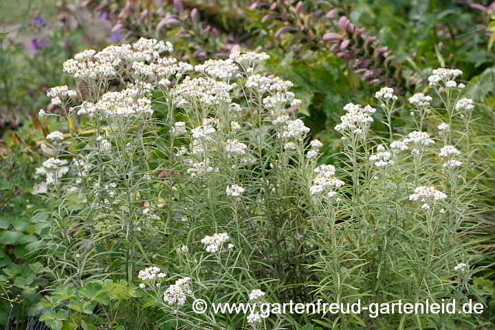 Anaphalis margaritacea 'Neuschnee' – Großblütiges Perlkörbchen