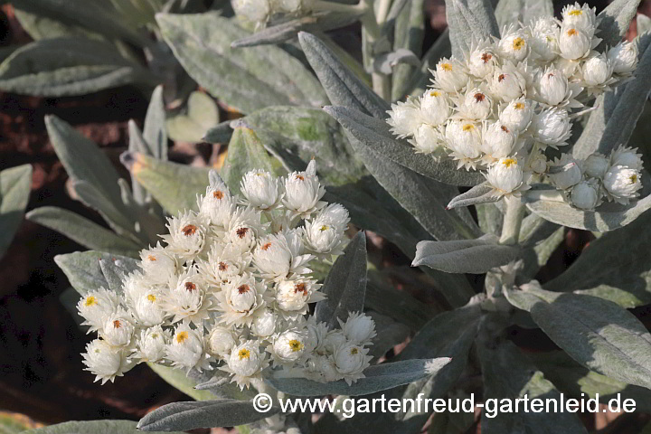 Anaphalis triplinervis – Himalaja-Perlkörbchen