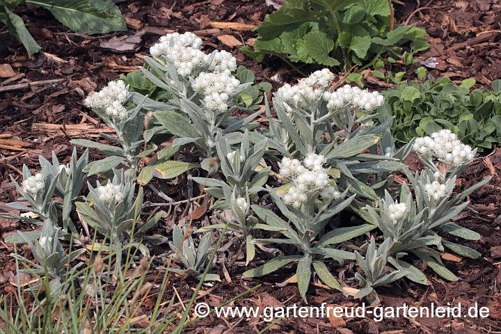 Anaphalis triplinervis – Himalaya-Perlkörbchen, junge Pflanze
