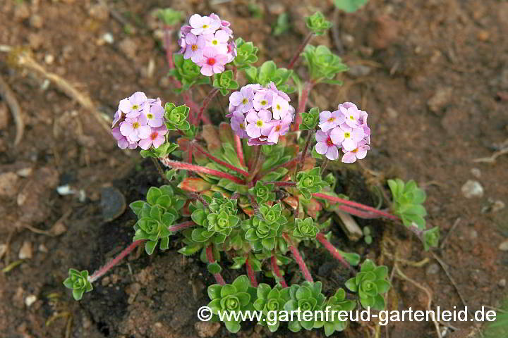 Androsace sempervivoides – Himalaja-Mannsschild