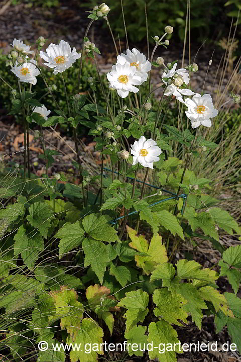 Anemone 'Honorine Jobert' – Herbst-Anemone