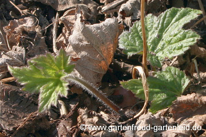 Anemone 'Honorine Jobert' – Herbst-Anemone, Austrieb