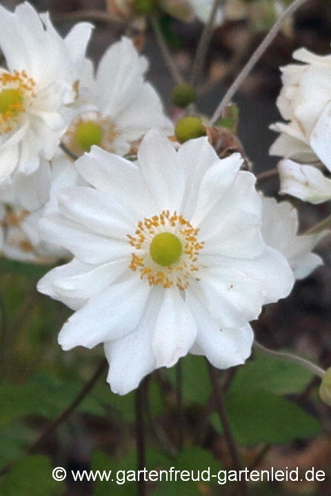 Anemone 'Honorine Jobert' – Herbst-Anemone