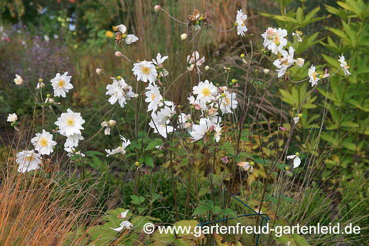 Anemone 'Honorine Jobert' – Herbst-Anemone