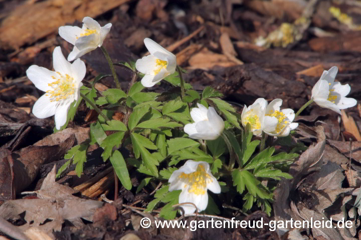 Anemone nemorosa – Busch-Windröschen