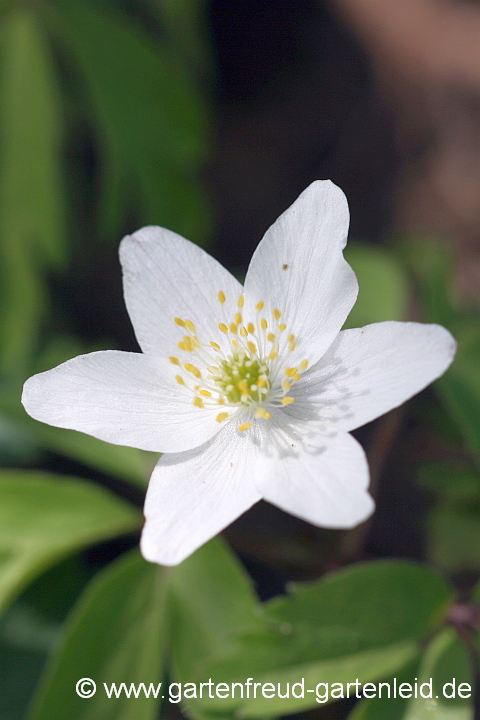 Anemone nemorosa – Busch-Windröschen