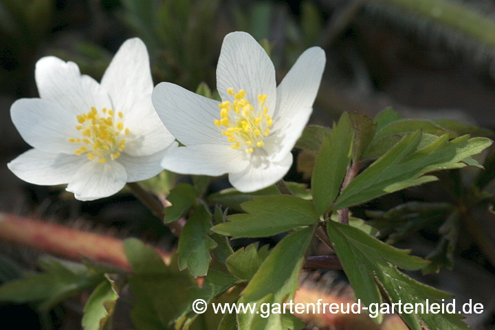 Anemone nemorosa – Busch-Windröschen