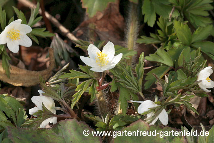 Anemone nemorosa – Busch-Windröschen