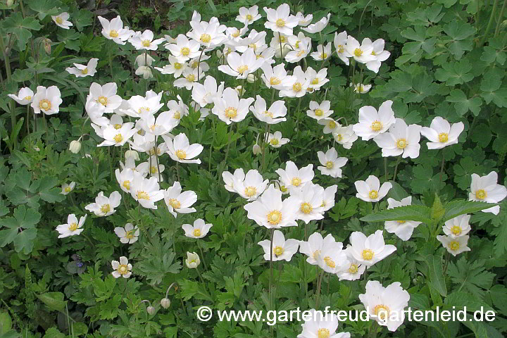 Anemone sylvestris – Großes Windröschen