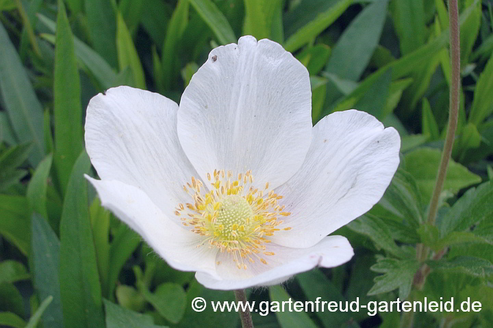 Anemone sylvestris – Großes Windröschen