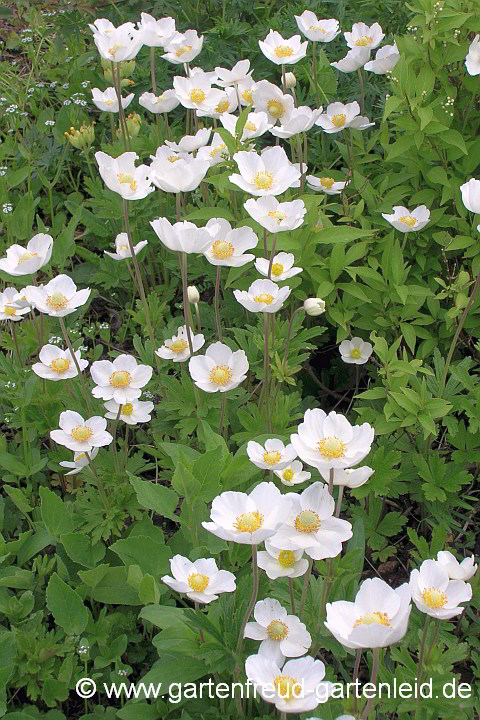 Anemone sylvestris – Großes Windröschen