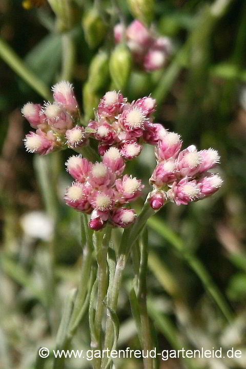 Antennaria dioica – Katzenpfötchen