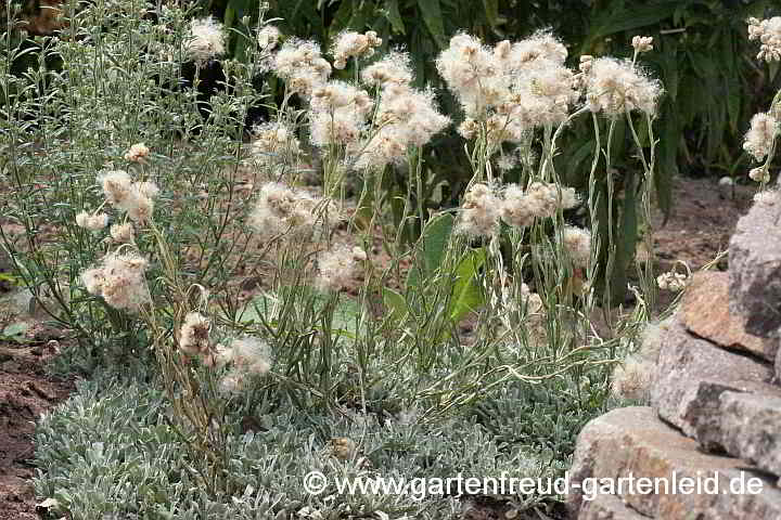 Antennaria dioica – Katzenpfötchen, Samenstand